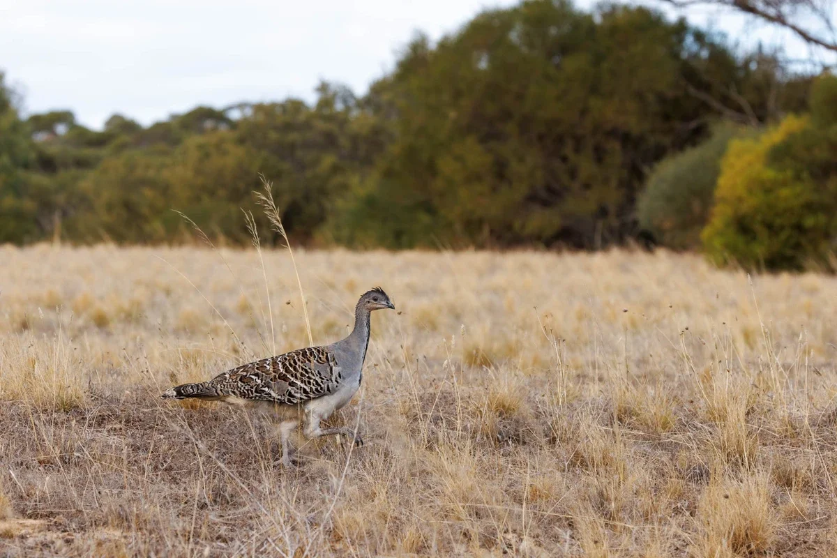 Malleefowl in the wild