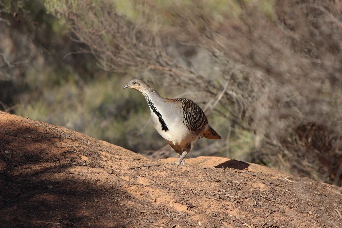 Malleefowl in the wild