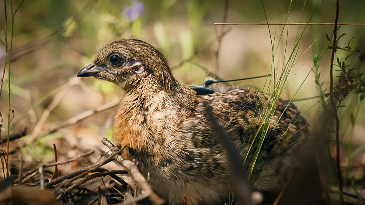 Malleefowl in the wild
