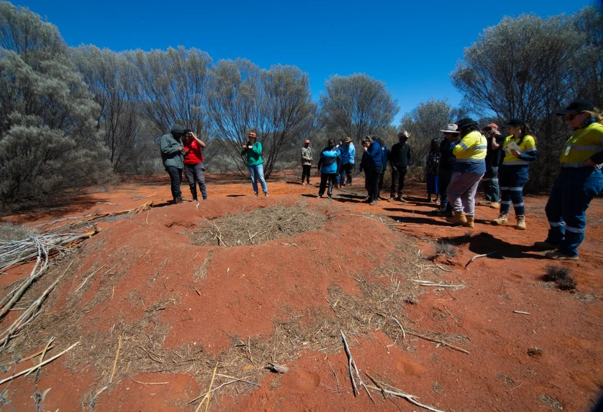Volunteer training at a Malleefowl mound
