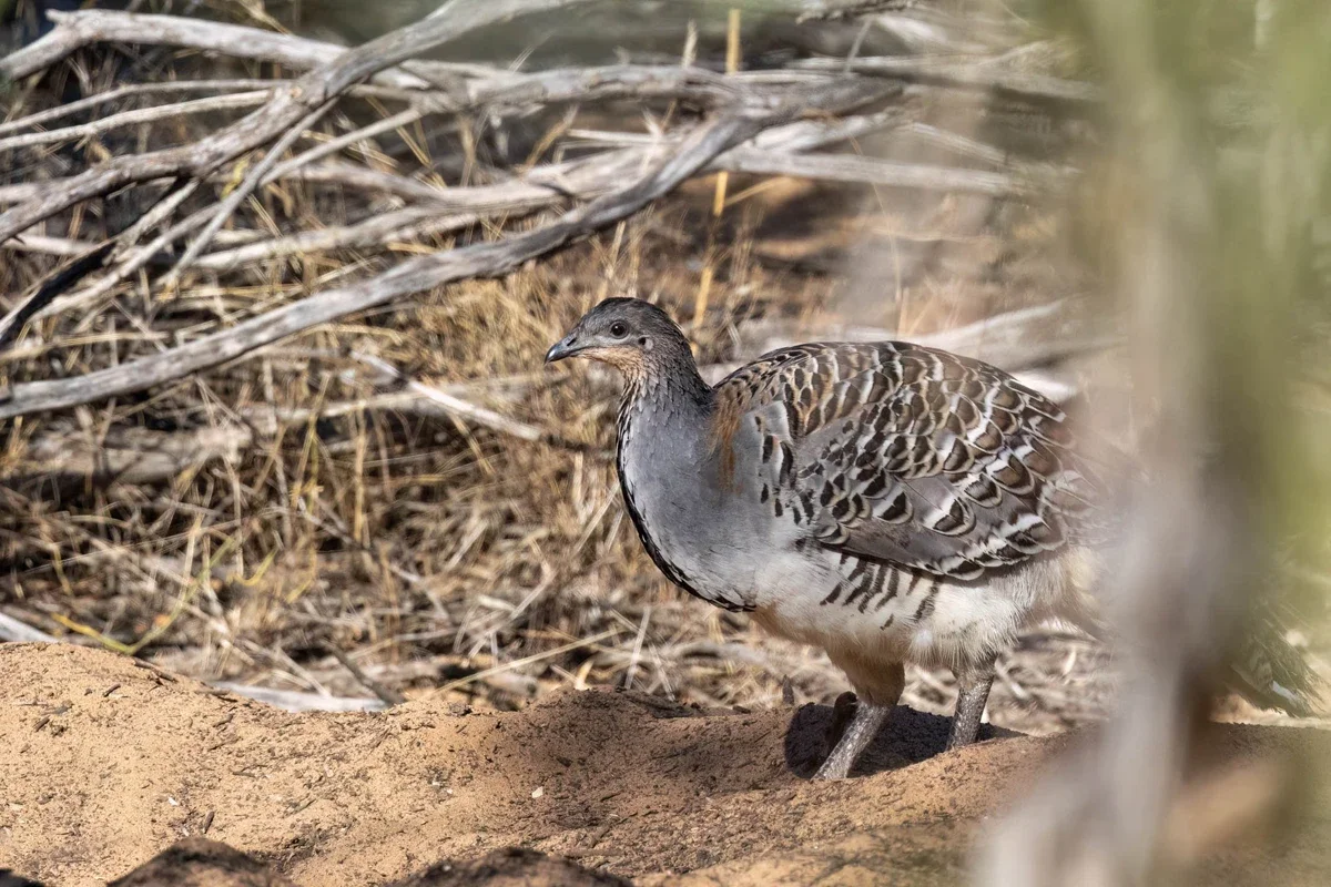 Malleefowl in the field