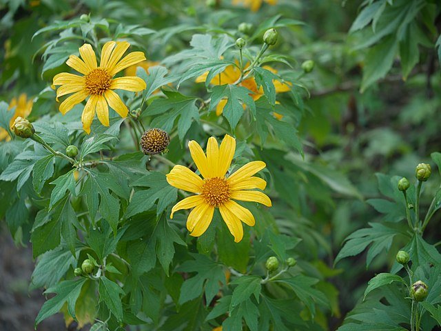 Mexican Sunflower (Tithonia diversifolia) plant
