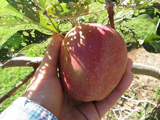 Anna Apple (Malus domestica ‘Anna’) - image 2