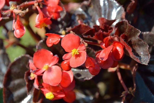 Wax Begonia