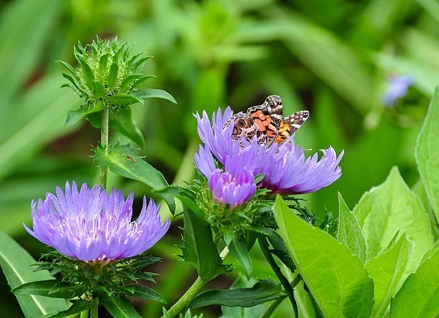 Stokes Aster (Stokesia laevis)
