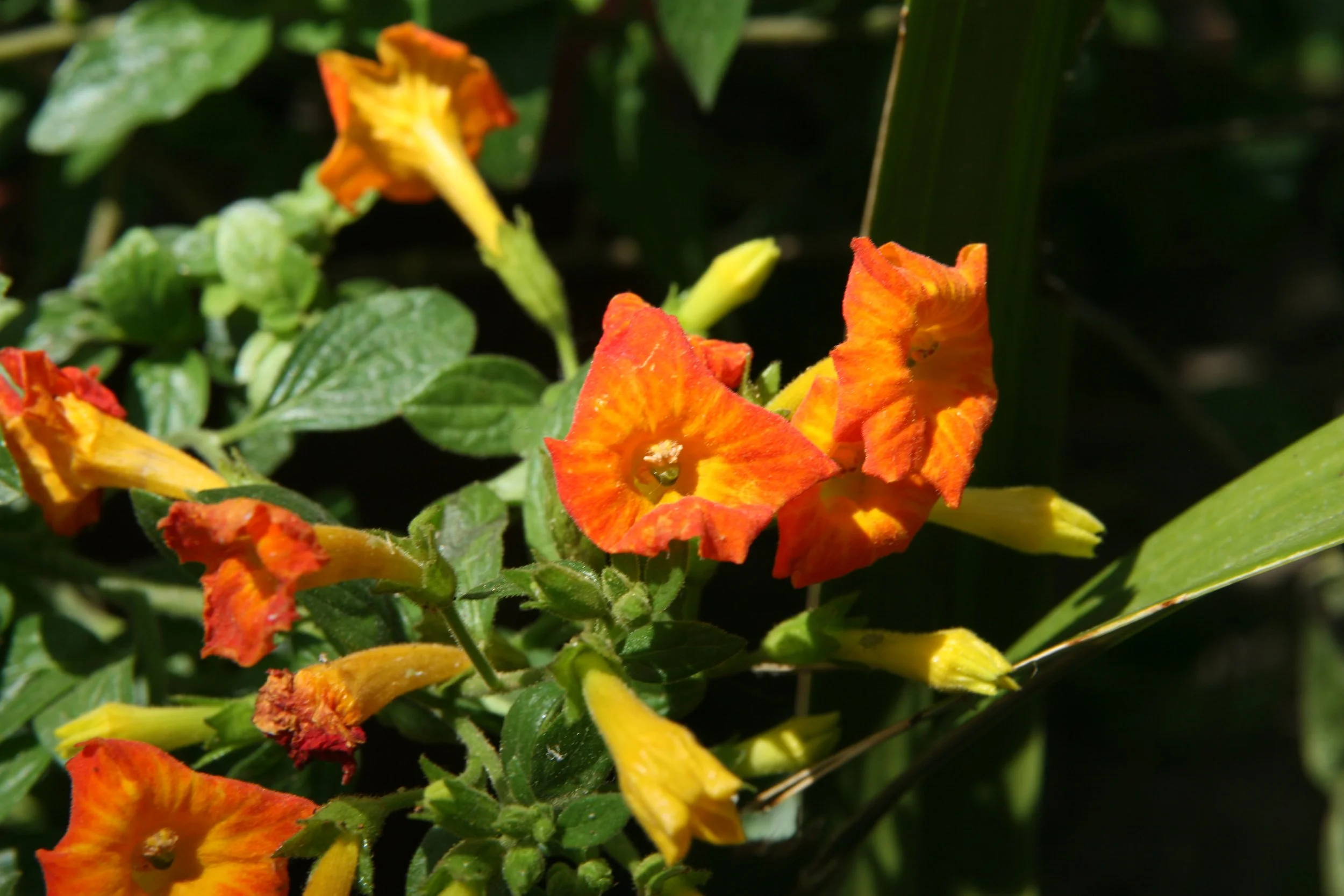 Firebush (Hamelia patens) shrub