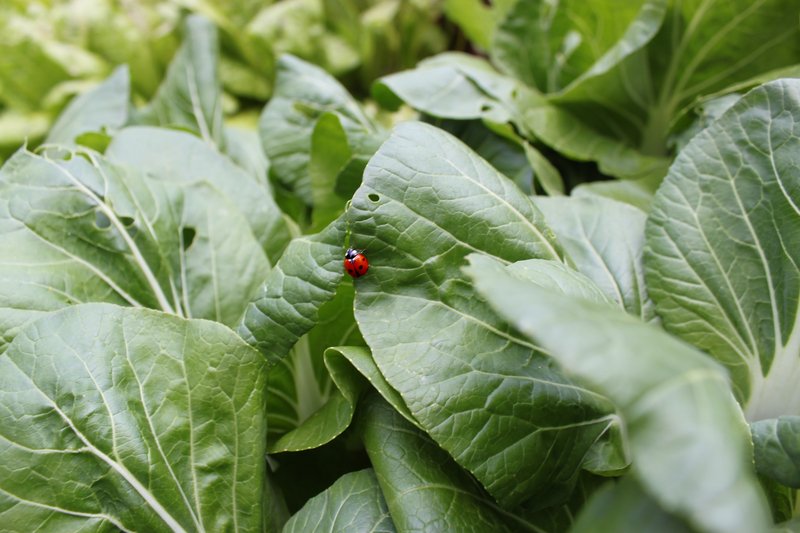 Champion Collard Greens
