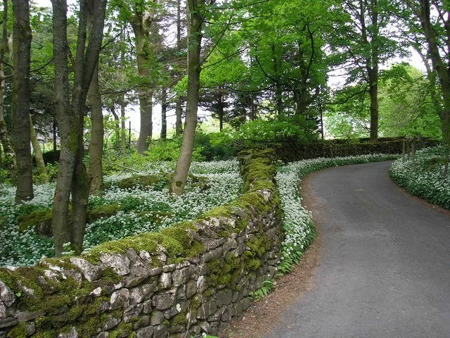 Society Garlic (Tulbaghia violacea) foliage