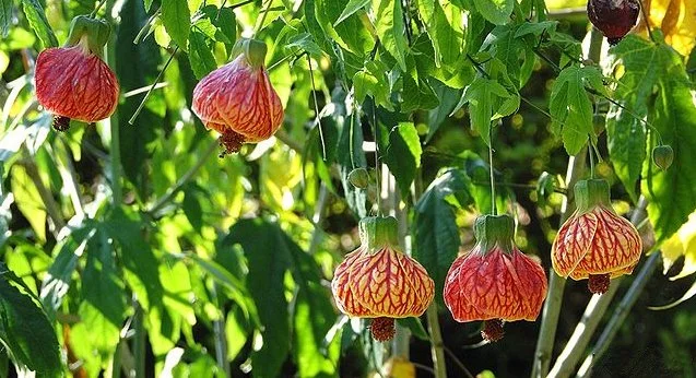 Parlor Maple (Abutilon striatum) plant
