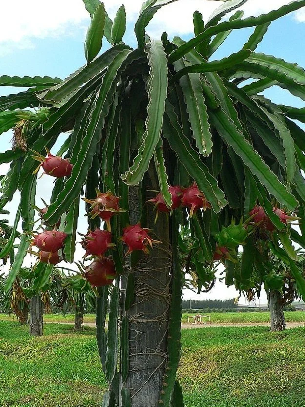 Dragon fruit on plant (Hylocereus costaricensis)
