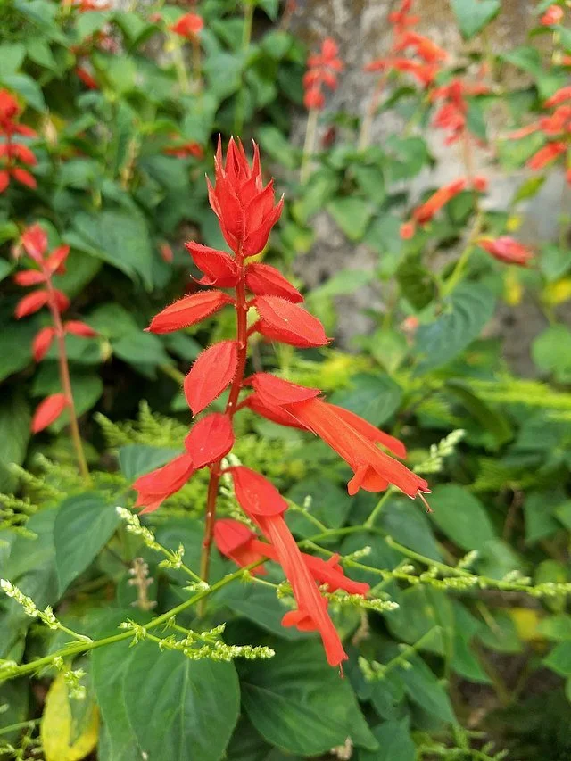 Tropical Sage / Red Salvia (Salvia coccinea) flower