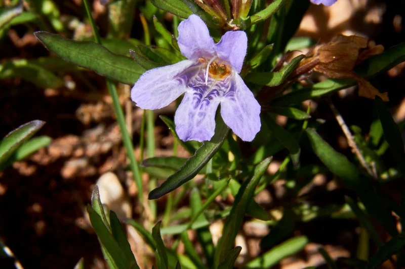Swamp Twinflower (Dyschoriste humistrata) in bloom
