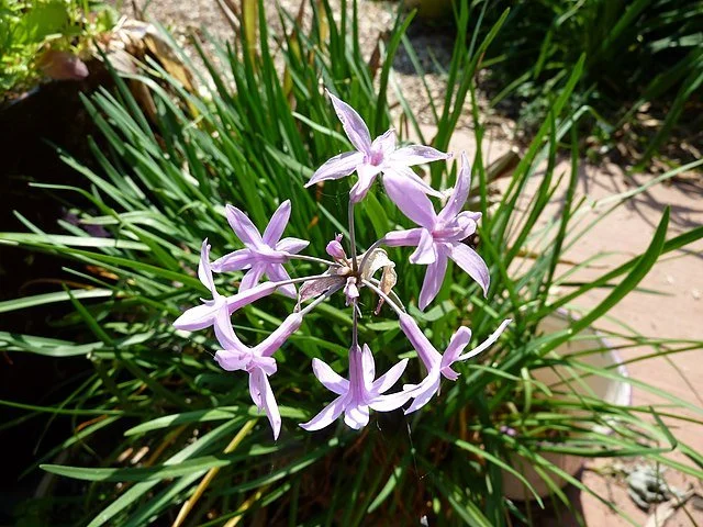 Society Garlic (Tulbaghia violacea) flowers