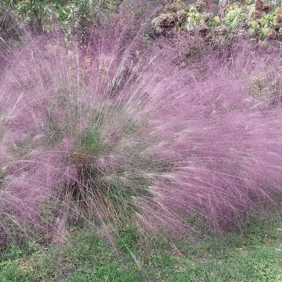 Purple Lovegrass (Eragrostis spectabilis) plant