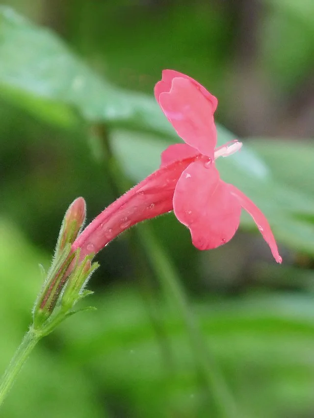 Salvia (Salvia spp.) plant image