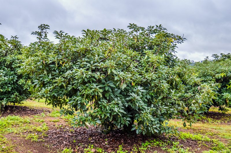 Avocado (Persea Americana) - tree