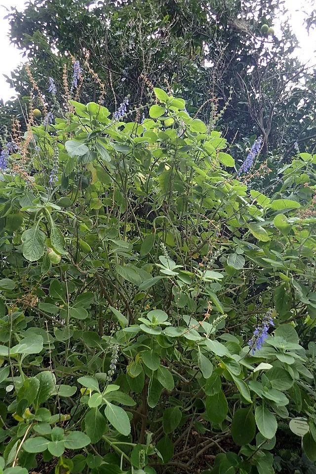 Toilet Paper Plant (Plectranthus barbatus) leaves and growth habit (image 1)