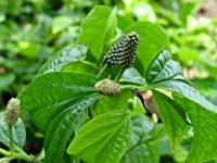 Pepper Leaf (Piper sarmentosum) plant