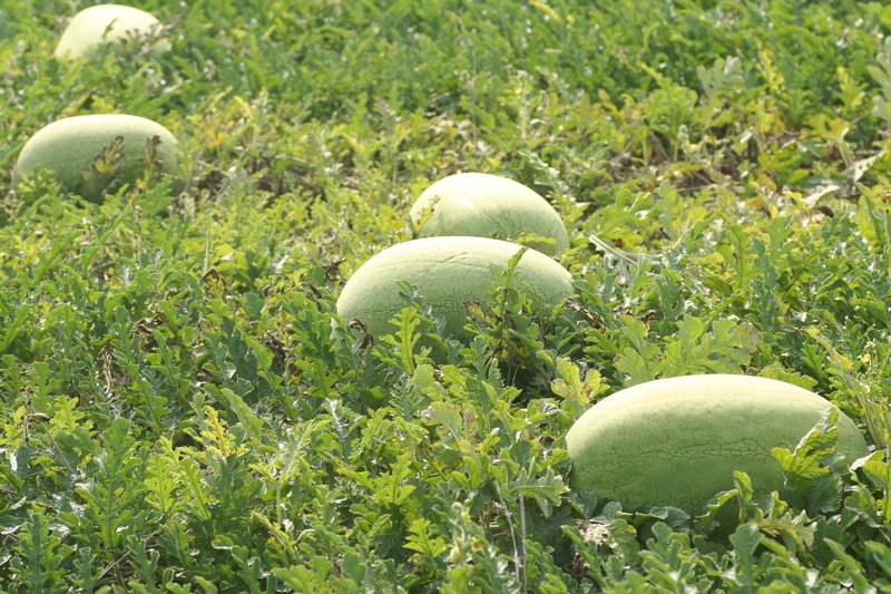 Charleston Gray Watermelon