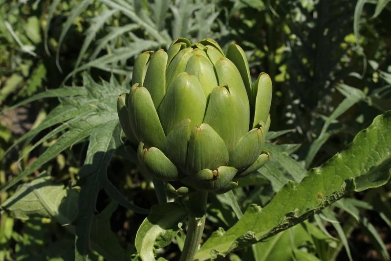 Artichokes
