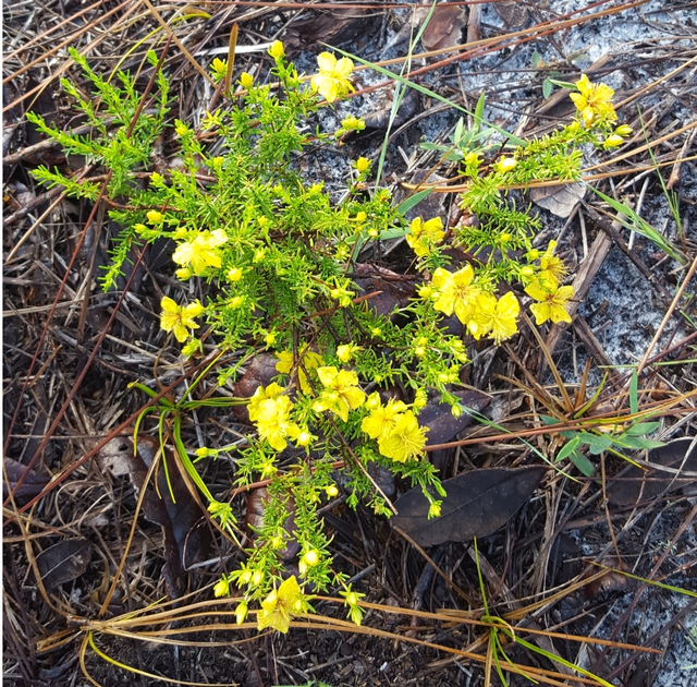St. John’s Wart (Hypericum tenuifolium)