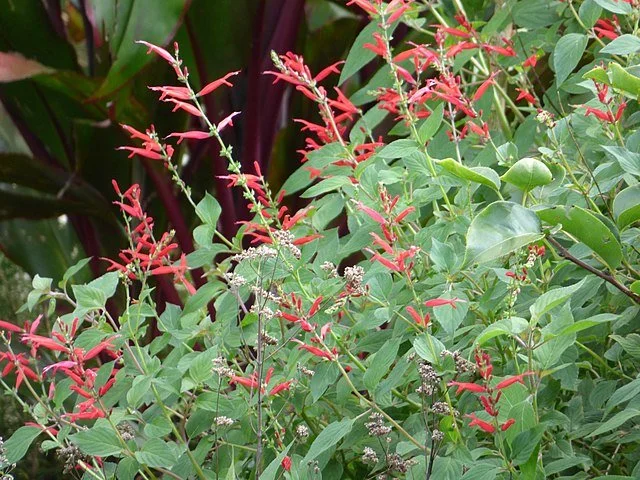 Pineapple Sage (Salvia elegans) plant
