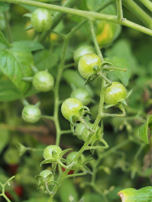 Everglades tomato (Solanum pimpinellifolium)