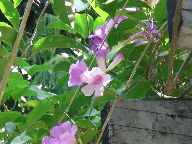 Garlic Vine (Mansoa hymenaea) flowering on a trellis