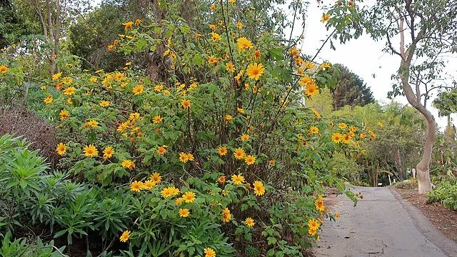 Mexican Sunflower (Tithonia diversifolia) flowers
