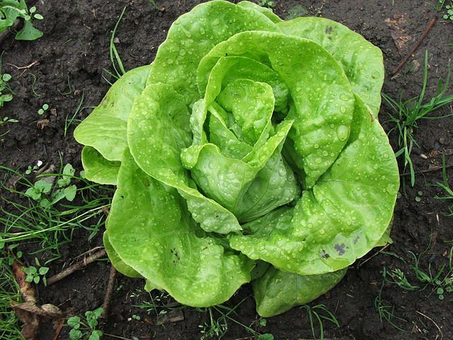 Buttercrunch Lettuce