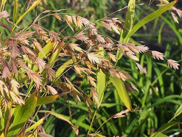 River Oats (Chasmanthium latifolium) plant