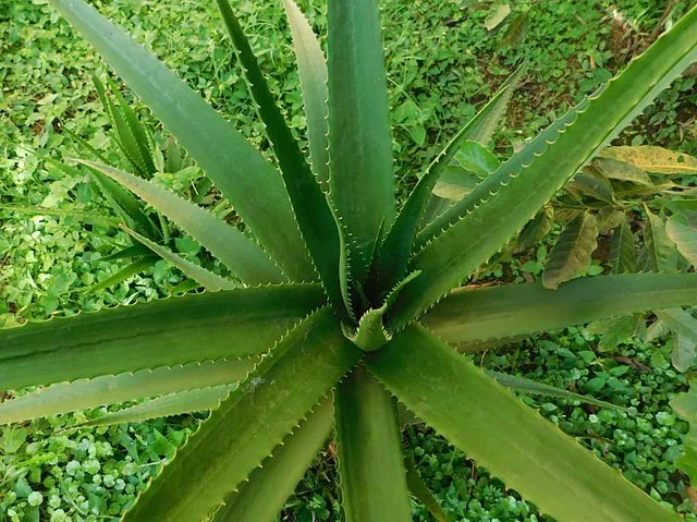 Aloe vera plant