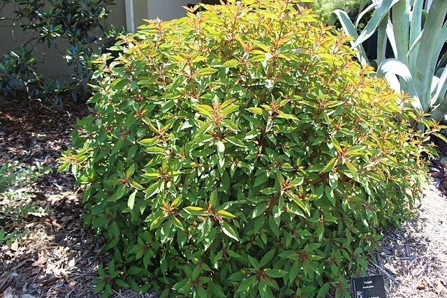Firebush (Hamelia patens) flowers