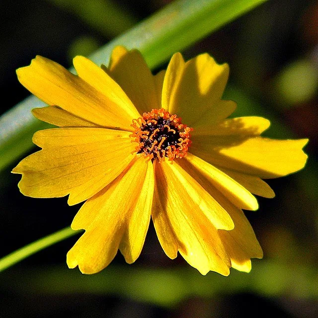 Tickseed (Coreopsis leavenworthii) - plant habit