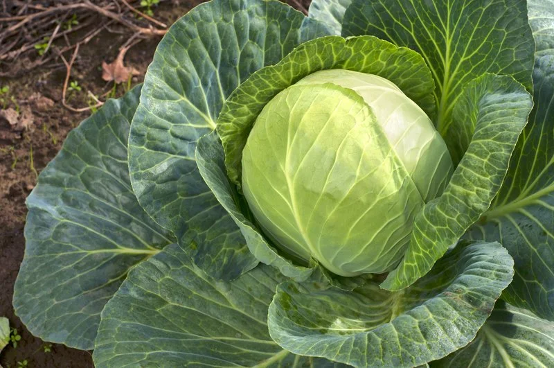 Cabbage