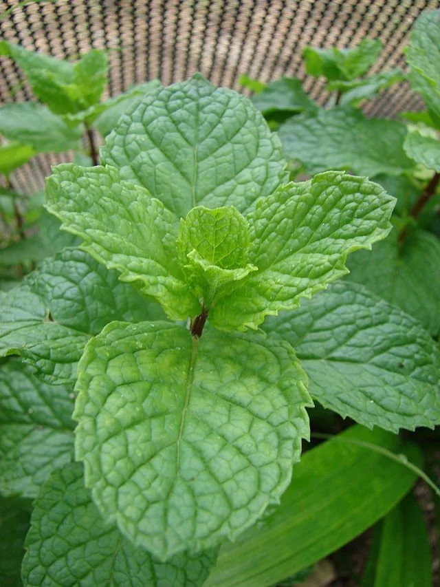 Spearmint (Mentha spicata) plant