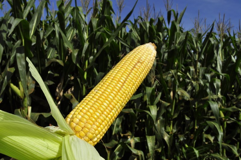 Honey Select Corn