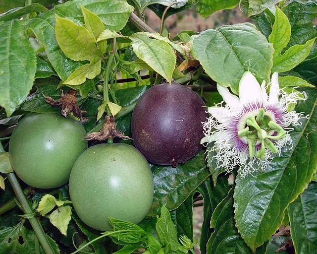 Passion Fruit (Passiflora edulis) vine
