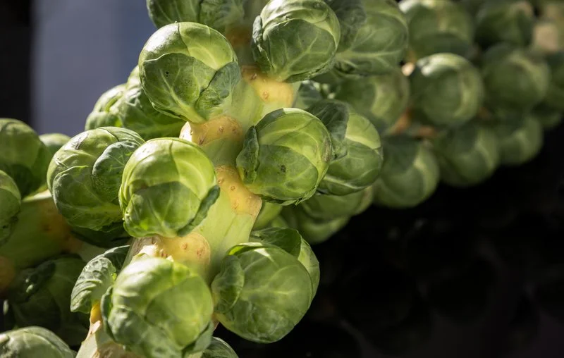 Brussels Sprouts