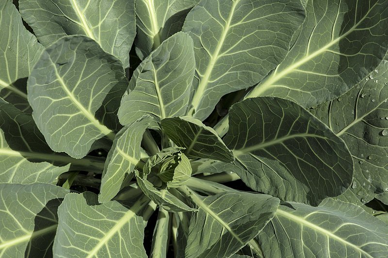Vates Collard Greens