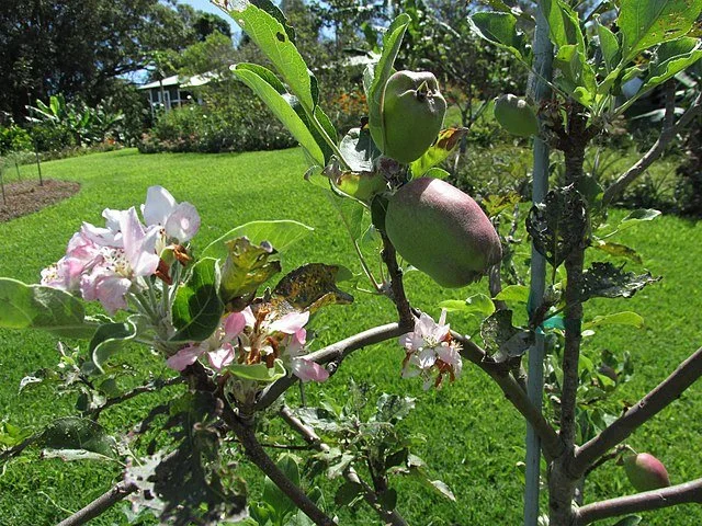 Anna Apple (Malus domestica ‘Anna’) - image 1