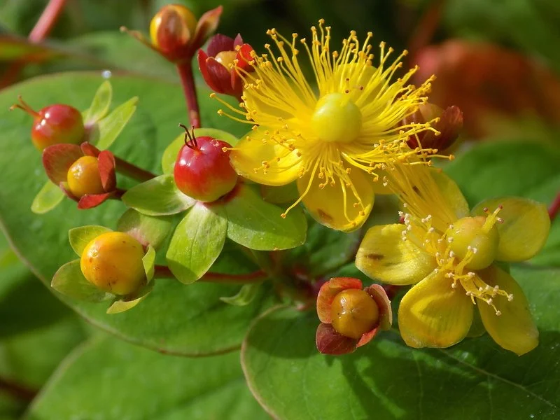 St. John’s Wart (Hypericum tenuifolium) close-up