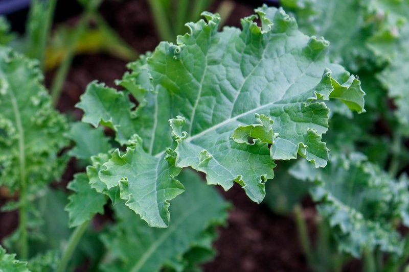 Siberian Kale