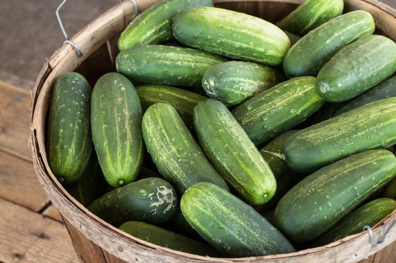 Cucumber