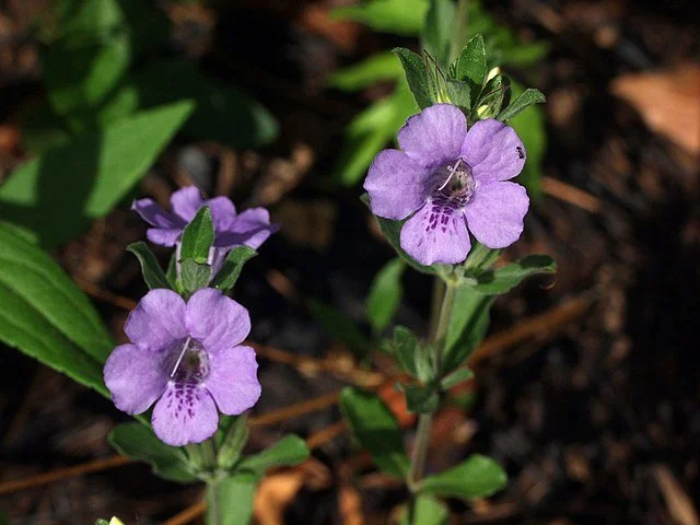 Dry Twinflower (Dyschoriste Oblongifolia)