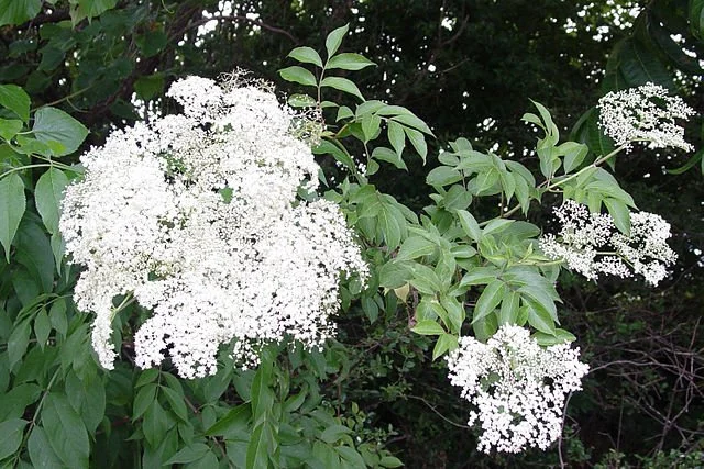 Elderberry (Sambucus simpsonii) berries and plant habit
