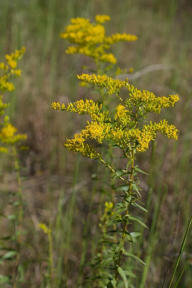 Sweet Goldenrod (Solidago odora)