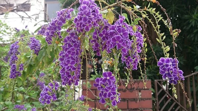 Sapphire Shower (Duranta erecta) flower clusters