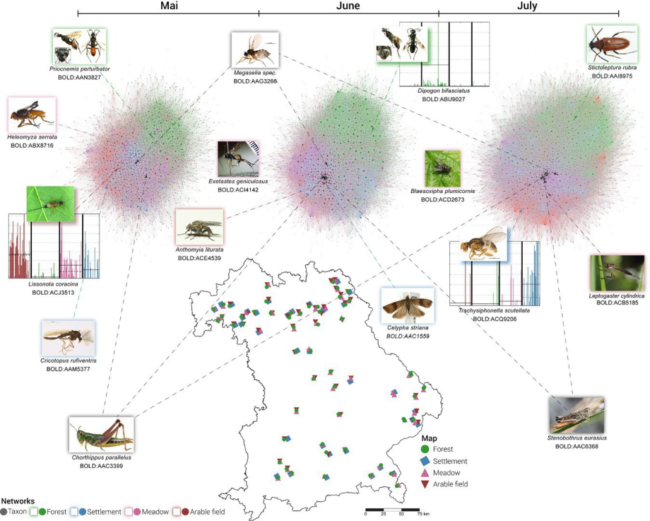 LandKlif Netzwerkvisualisierung: Taxa-Netzwerke aus 180 bayerischen Standorten über drei Monate