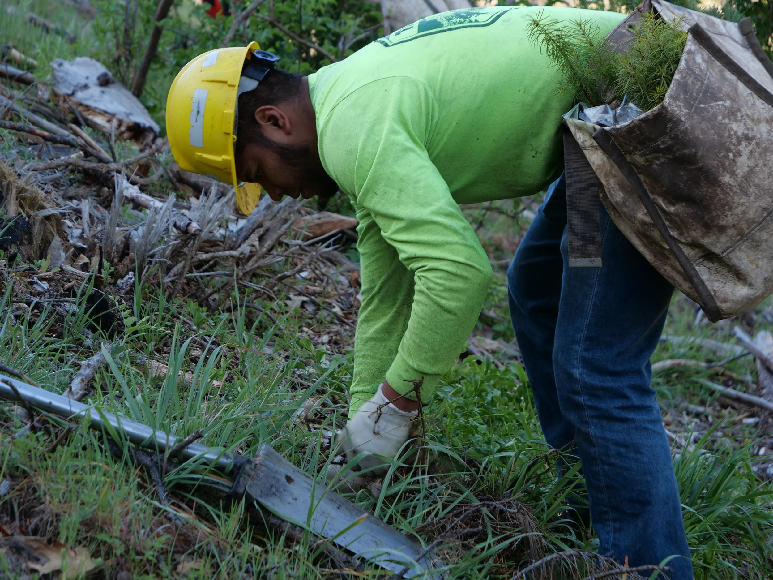 Crewmember planting trees in the Mendocino National Forest